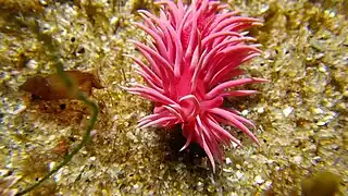 Okenia rosacea, un Goniodorididae