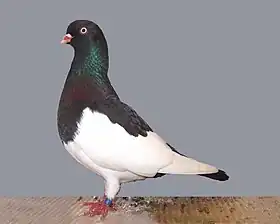 Culbutant Pie à bec clair noir.