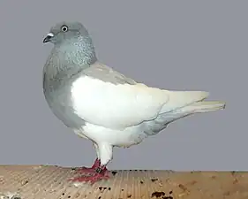 Culbutant Pie à bec foncé rouge cendré spread.