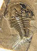 Olenellus nevadensis.