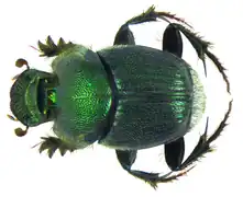 Onthophagus aeruginosus.