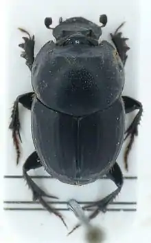 Onthophagus taurus.