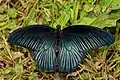 Papilio memnon ♂, Inde