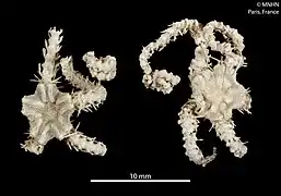 Ophiacantha costata (MNHN)