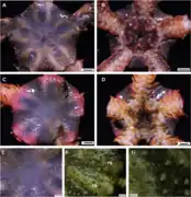 Ophientrema scolopendrica