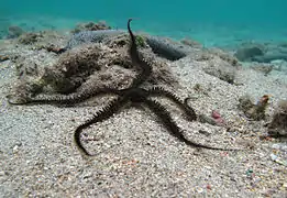 Face aborale (dorsale)