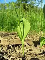 Ophioglossum vulgatum