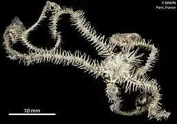 Ophiogymna pulchella (MNHN).