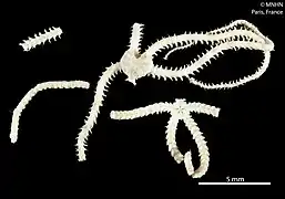 Ophiohamus nanus (MNHN).