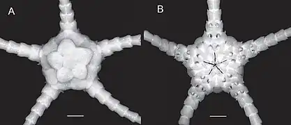 Ophiomisidium tommasii