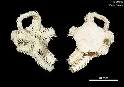 Ophiomitra granifera.