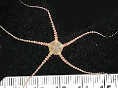 Ophiomusa anisacantha.