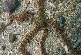 Complexe Ophionereis porrecta