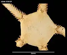 Ophioperla koehleri (USNM).