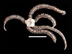 Ophiophragmus papillatus