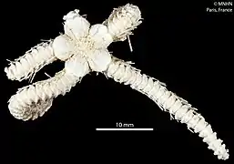 Ophioplinthaca amezianeae (MNHN).