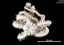 Ophioplinthaca incisa (MNHN).