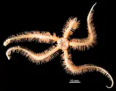 Ophioplinthaca semele.