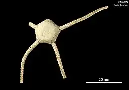 Ophioplinthus mordax (MNHN)