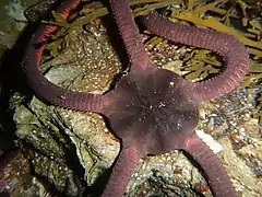 Ophiopsammus maculata