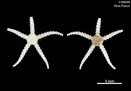 Ophiopyrgus biocalae (Ophiopyrgidae).