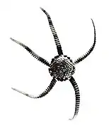 Ophioteichus parvispinum.