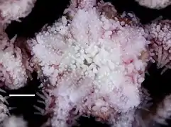 Vue dorsale du disque central.