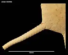 Ophiura flagellata (USNM)