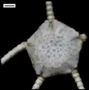 Ophiuroglypha fendouzhe.