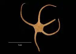 Ophiurolepis brevirima (USNM)