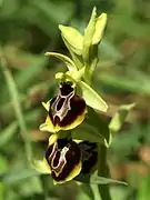 Ophrys sphegodes ssp. aesculapii.