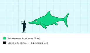 Ophthalmosaurus comparé à un humain.