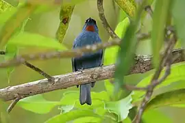Sucrier de la Jamaïque (Euneornis campestris)
