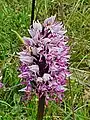 Orchis singe sauvage (Orchis simia), Hérault, France