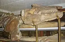 Fossile dans un musée du crâne et de l'avant du corps d'Orcinus citoniensis.