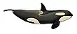 Orca.