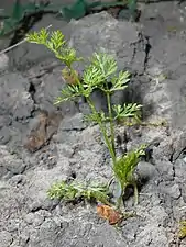 Jeune plante vert clair sans hampe florale ni fleurs poussant dans un terrain sec et argileux.