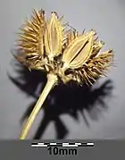 Photographie en couleur de fruits marron, épineux, sur fond noir.