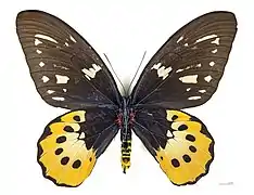 O. g. supremus, ♀ (revers)