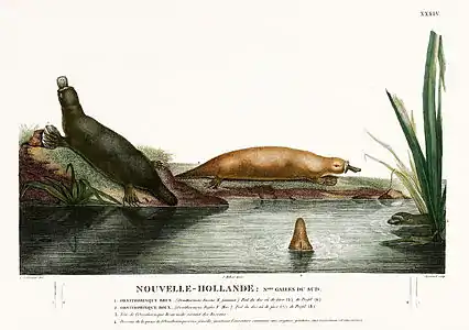 Ornithorynque dessiné par un membre de l'expédition Baudin, début du XIXe&nbsp;siècle.