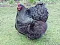 Poule orpington noire
