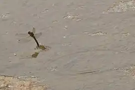 Orthetrum cancellatum - femelle en train de pondre.