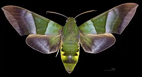Avers de la femelle (coll.MHNT)