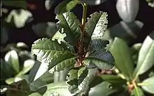 Découpes faites par un otiorhynque sur un Rhododendron