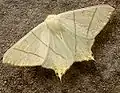 Ourapteryx sambucaria  (Linnaeus, 1758)