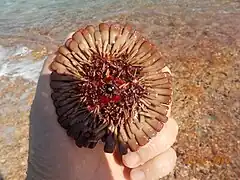 Oursin tortue face orale