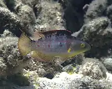 Oxycheilinus bimaculatus