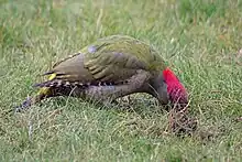 Oiseau posé dans l'herbe, la tête partiellement enfouie dans le sol.