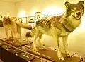 Loups naturalisés (collections du Musée du loup au Cloître-Saint-Thégonnec, dans le Finistère).