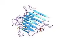 Image illustrative de l’article Lectine de légumineuses